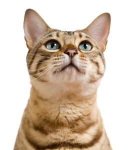 Cute bengal kitten isolated by flash against white background