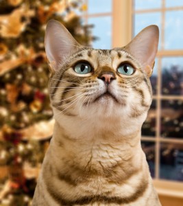 Bengal kitten in front of out of focus xmas tree and waiting