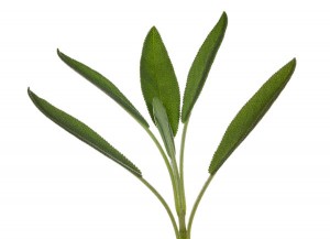 Macro photo of sage herb plant