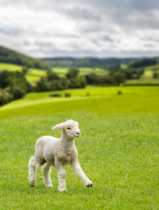 Composite of a lamb and landscape