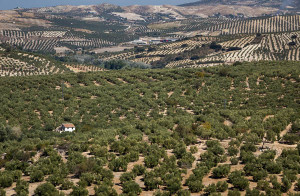 Olive trees as far as the eye can see