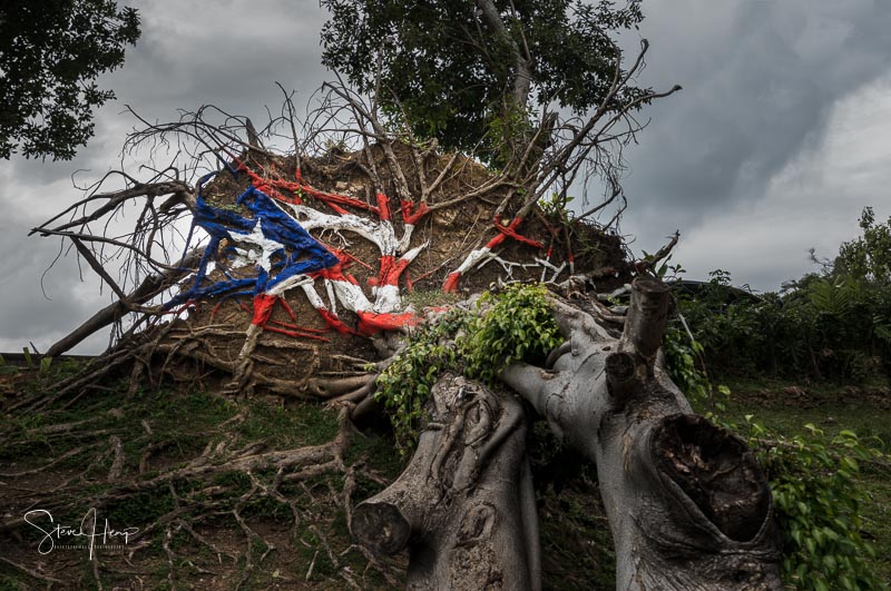 Painted Puerto Rico state flag on uprooted tree from Hurricane Maria in San Juan, Puerto Rico.