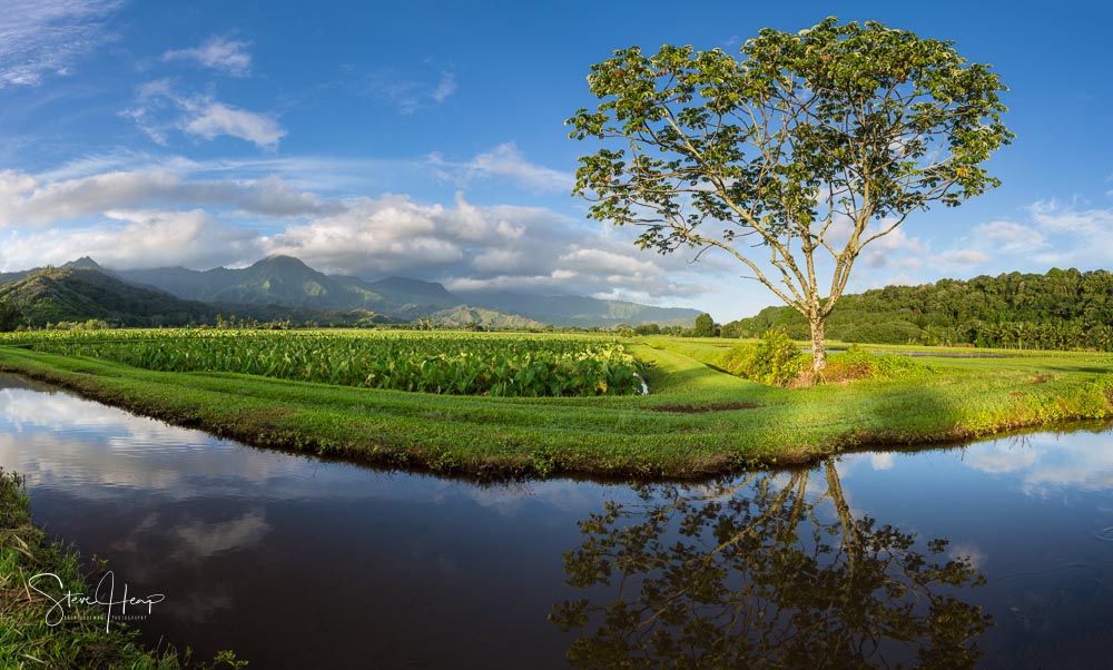 Taro fields in Hanalei valley with Na Pali mountains in the background