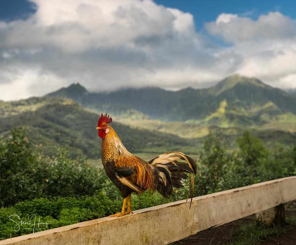 Kauai cockerel on a fence in front of the overlook in Princeville of the Hanalei Valley