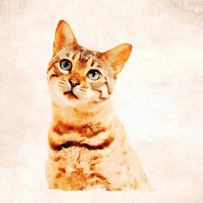 Digital Painting of a bengal kitten with a very plaintive loving smile. Available on Society6
